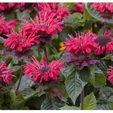 Monarda 'Bee-Happy' - monarda 'Bee-Happy'