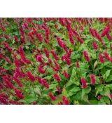 Polygonum amplexicaule 'JS Caliente' - horčiak 'JS Caliente' (syn. Bistorta, Persicaria)