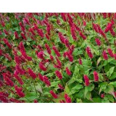 Polygonum amplexicaule 'JS Caliente' - horčiak 'JS Caliente' (syn. Bistorta, Persicaria)