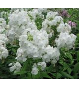 Phlox paniculata 'David' - flox metlinatý 'David'