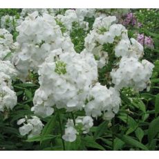 Phlox paniculata 'David' - flox metlinatý 'David'