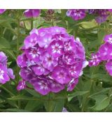 Phlox paniculata 'Laura' - flox metlinatý 'Laura'