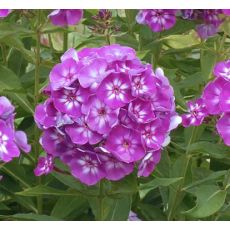 Phlox paniculata 'Laura' - flox metlinatý 'Laura'