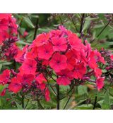 Phlox paniculata 'Starfire' - flox metlinatý 'Starfire'