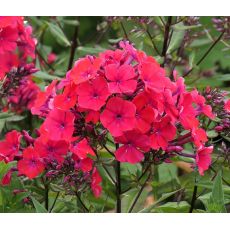 Phlox paniculata 'Starfire' - flox metlinatý 'Starfire'