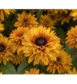 Rudbeckia 'Flamenco Bright Orange' - rudbekia 'Flamenco Bright Orange'