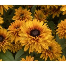 Rudbeckia 'Flamenco Bright Orange' - rudbekia 'Flamenco Bright Orange'