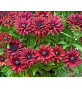 Rudbeckia 'Flamenco True Red' - rudbekia  'True Red'