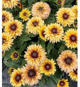 Rudbeckia 'Flamenco Vanilla' - rudbekia  'Flamenco True Vanilla'