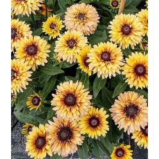 Rudbeckia 'Flamenco Vanilla' - rudbekia  'Flamenco True Vanilla'