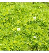 Sagina subulata 'Lime Moss' - machovnička šidlolistá 'Lime Moss'