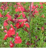 Salvia gregii 'Lippstick' - šalvia 'Lippstick'