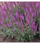 Salvia nemorosa 'Amethyst' - šalvia hájna 'Amethyst'