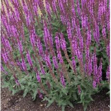 Salvia nemorosa 'Amethyst' - šalvia hájna 'Amethyst'