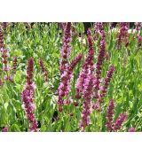 Salvia nemorosa 'Pink Beauty' - šalvia hájna 'Pink Beauty'