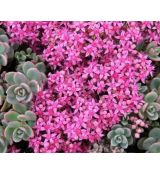 Sedum cyaneum 'Rosenteppich' - rozchodník 'Rosenteppich'