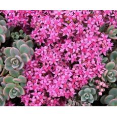 Sedum cyaneum 'Rosenteppich' - rozchodník 'Rosenteppich'