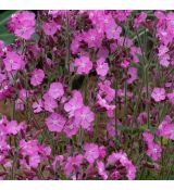 Silene × robotii 'Rollies Favorite' - silenka 'Rollies Favorite'