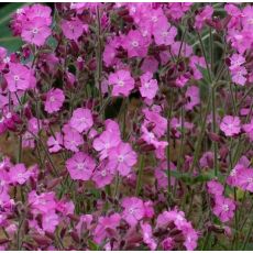 Silene × robotii 'Rollies Favorite' - silenka 'Rollies Favorite'