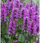 Stachys monnieri 'Hummelo' - čistec 'Hummelo'
