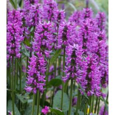 Stachys monnieri 'Hummelo' - čistec 'Hummelo'