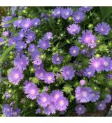 Stokesia laevis 'Mel's Blue' - stokésia 'Mel's Blue'
