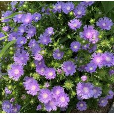 Stokesia laevis 'Mel's Blue' - stokésia 'Mel's Blue'