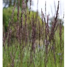 Molinia caerulea 'Moorhexe' - bezkolenec belasý 'Moorhexe'