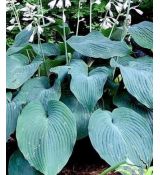 Hosta 'Blue Angel' - funkia 'Blue Angel'