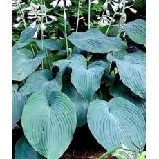 Hosta 'Blue Angel' - funkia 'Blue Angel'