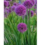Allium 'Lavander Bubbles' - cesnak 'Lavander Bubbles'