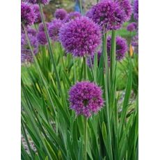 Allium 'Lavander Bubbles' - cesnak 'Lavander Bubbles'