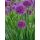 Allium 'Lavander Bubbles' - cesnak 'Lavander Bubbles'