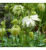 Aquilegia vulgaris 'Green Apples' - orlíček obyčajný 'Green Apples'