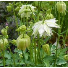 Aquilegia vulgaris 'Green Apples' - orlíček obyčajný 'Green Apples'