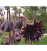 Aquilegia vulgaris 'Black Barlow' - orlíček obyčajný 'Black Barlow'