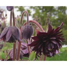 Aquilegia vulgaris 'Black Barlow' - orlíček obyčajný 'Black Barlow'