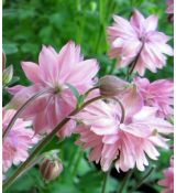 Aquilegia vulgaris 'Rose Barlow' - orlíček obyčajný 'Rose Barlow'
