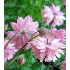 Aquilegia vulgaris 'Rose Barlow' - orlíček obyčajný 'Rose Barlow'
