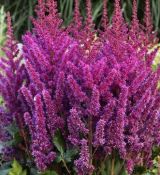 Astilbe chinensis 'Vision in Red' - astilba čínska 'Vision in Red'