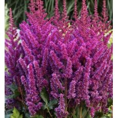 Astilbe chinensis 'Vision in Red' - astilba čínska 'Vision in Red'
