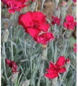 Dianthus gratianopolitanus 'Rubin' - klinček sivý 'Rubin'