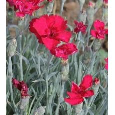 Dianthus gratianopolitanus 'Rubin' - klinček sivý 'Rubin'