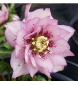 Helleborus orientalis 'Double Pink Spotted' - čemerica východná 'Double Pink Spotted'