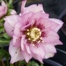 Helleborus orientalis 'Double Pink Spotted' - čemerica východná 'Double Pink Spotted'