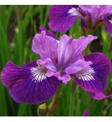 Iris sibirica 'Lady Vanessa' - kosatec sibírsky 'Lady Vanessa'
