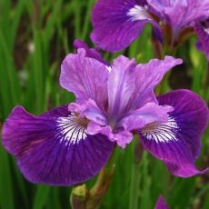 Iris sibirica 'Lady Vanessa' - kosatec sibírsky 'Lady Vanessa'