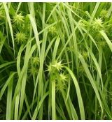 Carex grayi - ostrica Greyova
