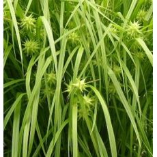 Carex grayi - ostrica Greyova