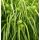 Carex grayi - ostrica Greyova